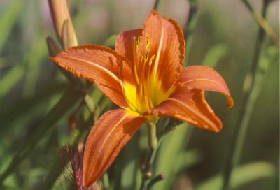 une fleur de l'amour